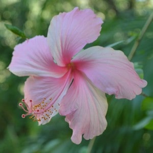 beautiful-retreat-flower
