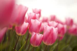 easter-flowers-tulips